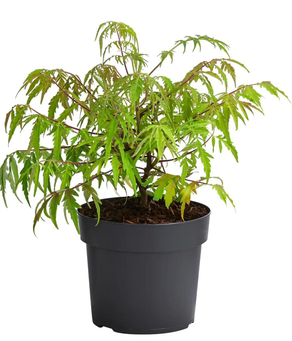 Dehner er Essigbaum 'Tiger Eyes' Clearance