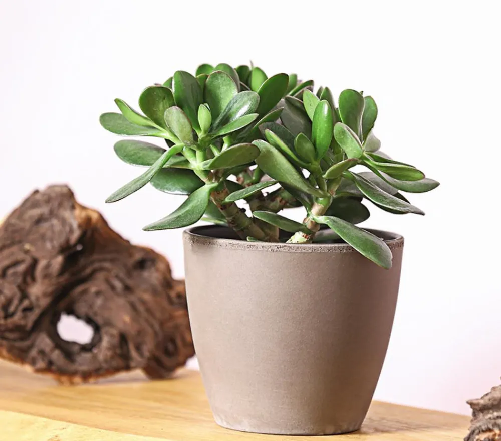 Dehner Geldbaum - Crassula ovata Outlet