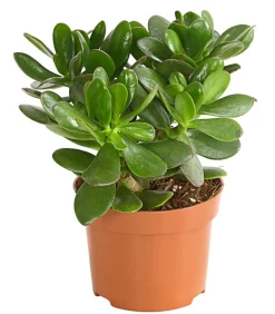 Dehner Geldbaum - Crassula ovata Outlet