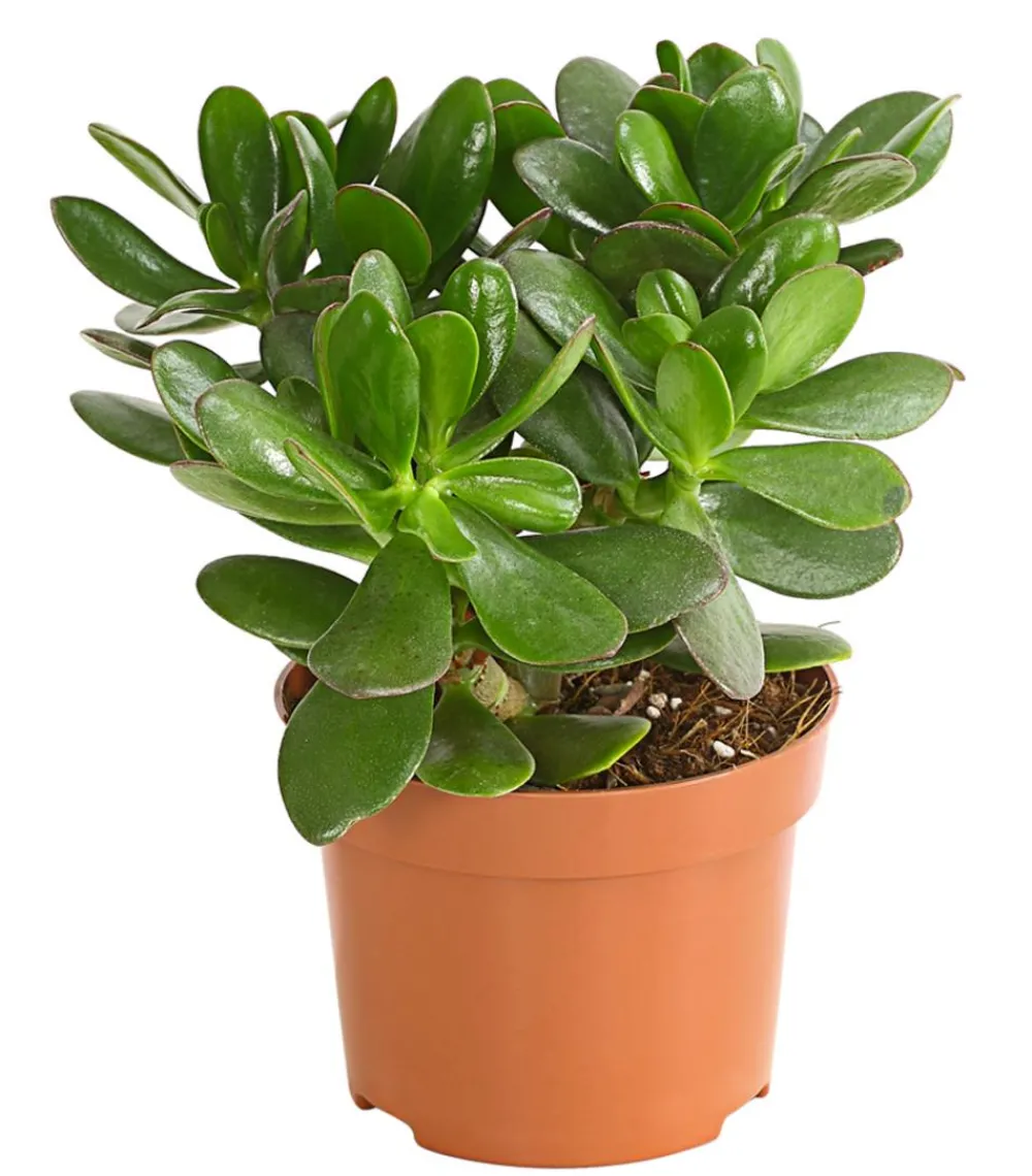 Dehner Geldbaum - Crassula ovata Outlet
