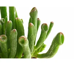 Dehner Sukkulenten|Grünpflanzen - Geldbaum - Crassula ovata 'Green Star' Grün
