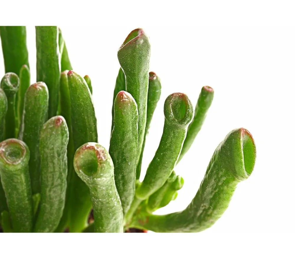 Dehner Sukkulenten|Grünpflanzen - Geldbaum - Crassula ovata 'Green Star' Grün