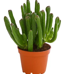 Dehner Sukkulenten|Grünpflanzen - Geldbaum - Crassula ovata 'Green Star' Grün