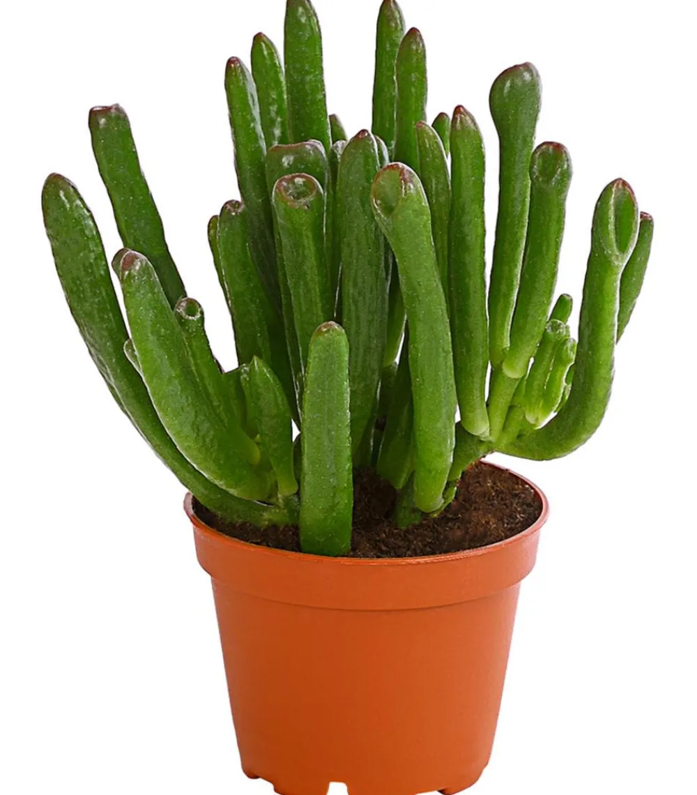 Dehner Sukkulenten|Grünpflanzen - Geldbaum - Crassula ovata 'Green Star' Grün