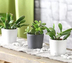 Dehner Sukkulenten > Geldbaum-Set - Crassula, verschiedene Sorten, 3-teilig