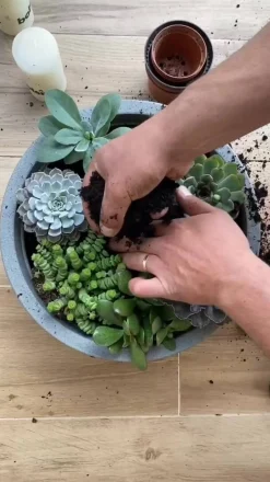 Dehner Sukkulenten > Geldbaum-Set - Crassula, verschiedene Sorten, 3-teilig