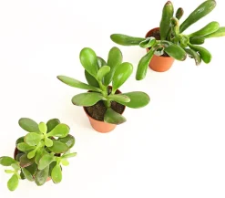 Dehner Sukkulenten > Geldbaum-Set - Crassula, verschiedene Sorten, 3-teilig