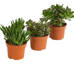 Dehner Sukkulenten - Geldbaum-Set - Crassula, verschiedene Sorten, 3-teilig