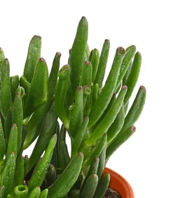 Dehner Sukkulenten - Geldbaum-Set - Crassula, verschiedene Sorten, 3-teilig