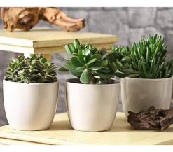 Dehner Sukkulenten - Geldbaum-Set - Crassula, verschiedene Sorten, 3-teilig