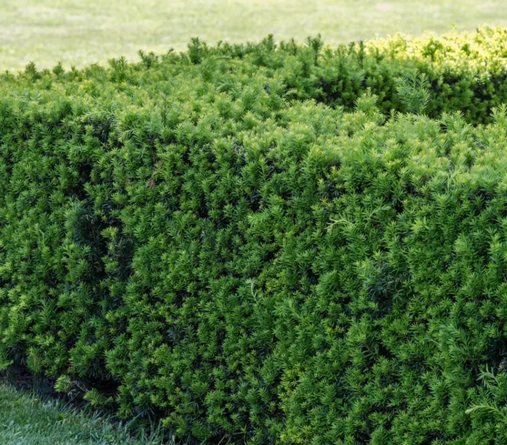 Dehner Vogelschutzhecken|Heckenpflanzen > Gemeine Eibe