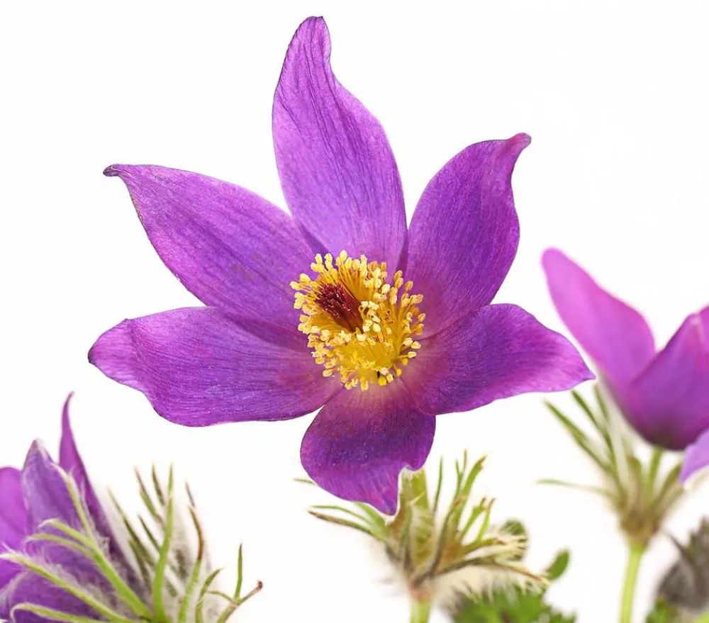 Dehner Gemeine Küchenschelle, verschiedene Farben Hot