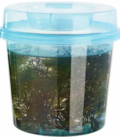 Dehner Aqua Teichpflanzen|Teichpflanzen > Gemeines Hornkraut