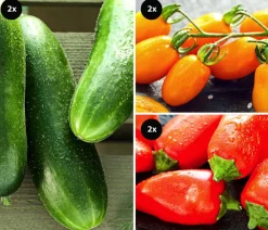 Dehner Gemüse-Sets - Gemüse-Set Buntes Snackgemüse, 6-teilig