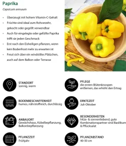 Dehner Gemüse-Sets|Gartengemüse > Gemüse-Set Grillparty, 6-teilig