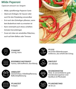 Dehner Gemüse-Sets|Gartengemüse > Gemüse-Set Grillparty, 6-teilig