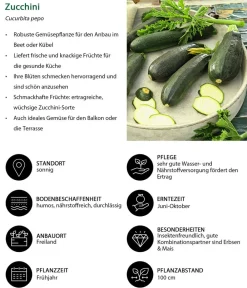Dehner Gemüse-Sets|Gartengemüse > Gemüse-Set Grillparty, 6-teilig