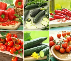 Dehner Gemüse-Set Großer Gemüsegarten, 6-teilig Discount