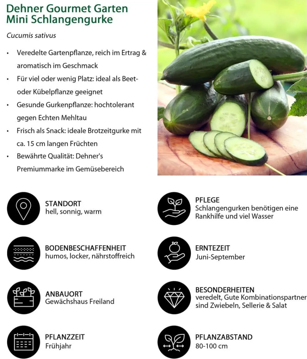 Dehner Gemüse-Sets|Zucchini- & Gurkenpflanzen - Gemüse-Set Gurkensalat, 3-teilig Grün