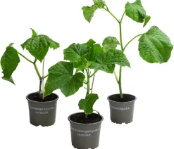Dehner Gemüse-Sets|Zucchini- & Gurkenpflanzen - Gemüse-Set Gurkensalat, 3-teilig Grün
