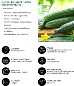 Dehner Gemüse-Sets|Zucchini- & Gurkenpflanzen - Gemüse-Set Gurkensalat, 3-teilig Grün