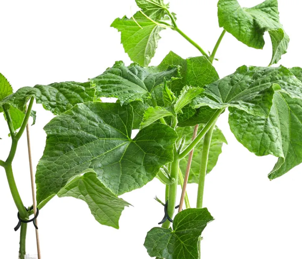 Dehner Gemüse-Sets|Zucchini- & Gurkenpflanzen - Gemüse-Set Gurkensalat, 3-teilig Grün