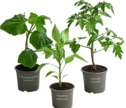 Dehner Gemüse-Set Kleiner Gemüsegarten, 3-teilig Sale