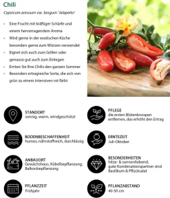 Dehner Gemüse-Set Schärfetest, 6-teilig Best