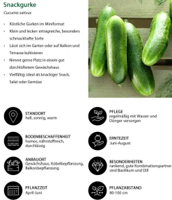 Dehner Gemüse-Set Snackgemüse für den Balkon, 6-teilig Sale