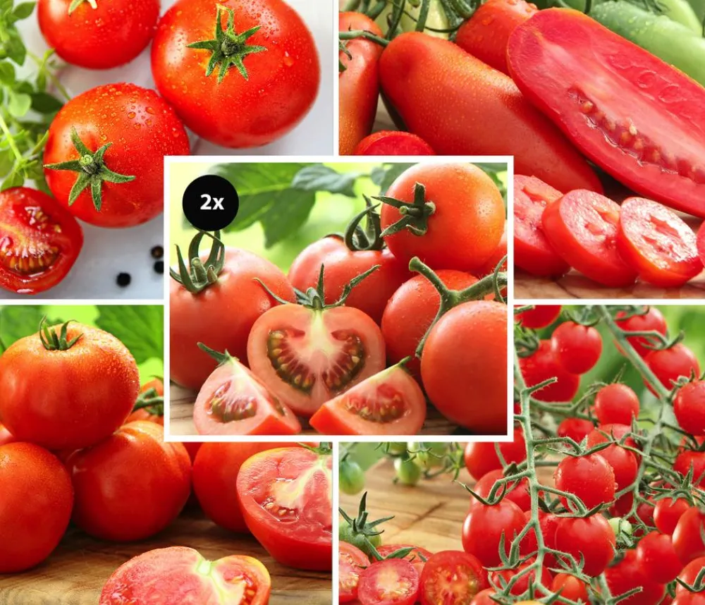 Dehner Auberginen- & Tomatenpflanzen|Gemüse-Sets - Gemüse-Set Tomatengenuss, 6-teilig Rot