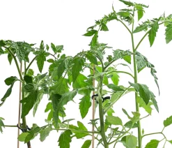 Dehner Auberginen- & Tomatenpflanzen|Gemüse-Sets > Gemüse-Set Tomatensalat, 3-teilig