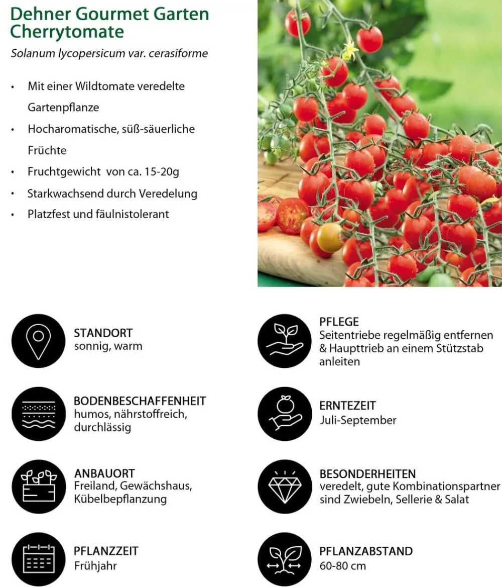 Dehner Auberginen- & Tomatenpflanzen|Gemüse-Sets > Gemüse-Set Tomatensalat, 3-teilig