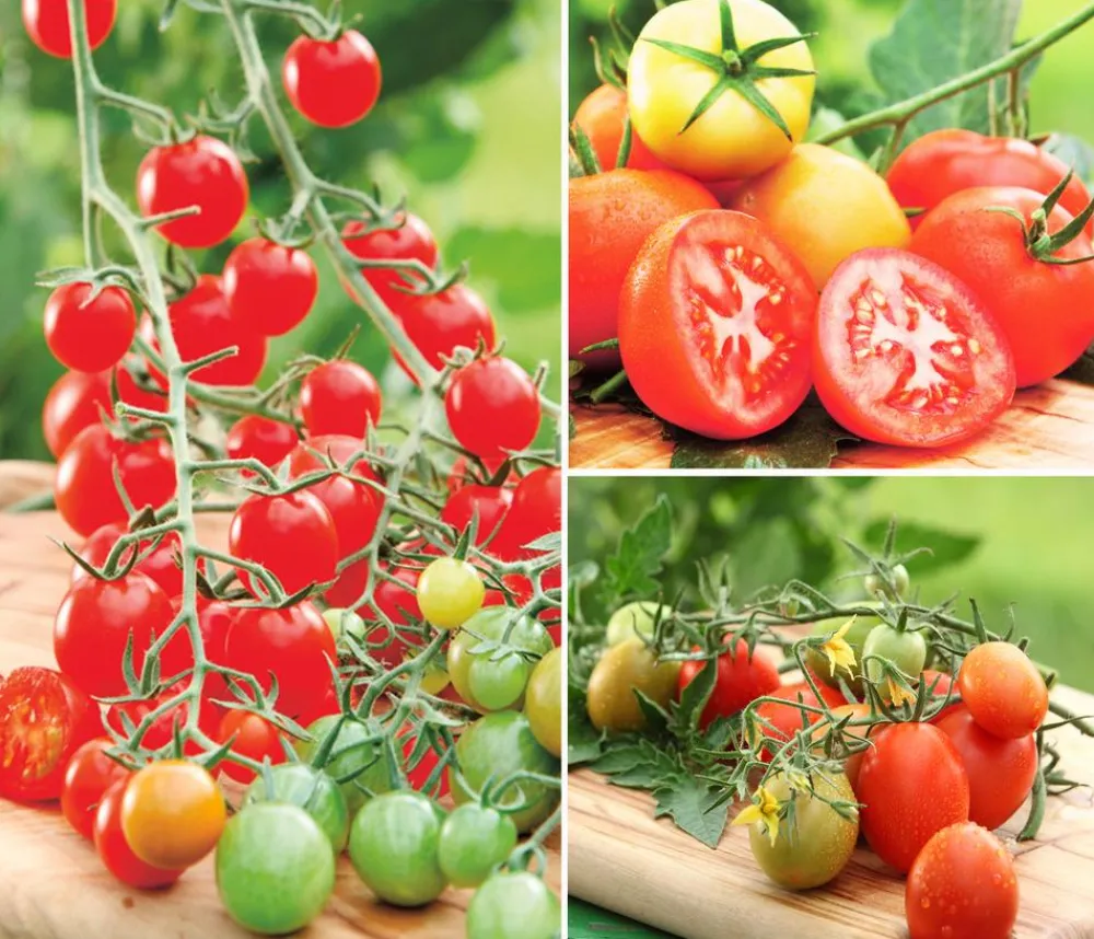 Dehner Auberginen- & Tomatenpflanzen|Gemüse-Sets > Gemüse-Set Tomatensalat, 3-teilig