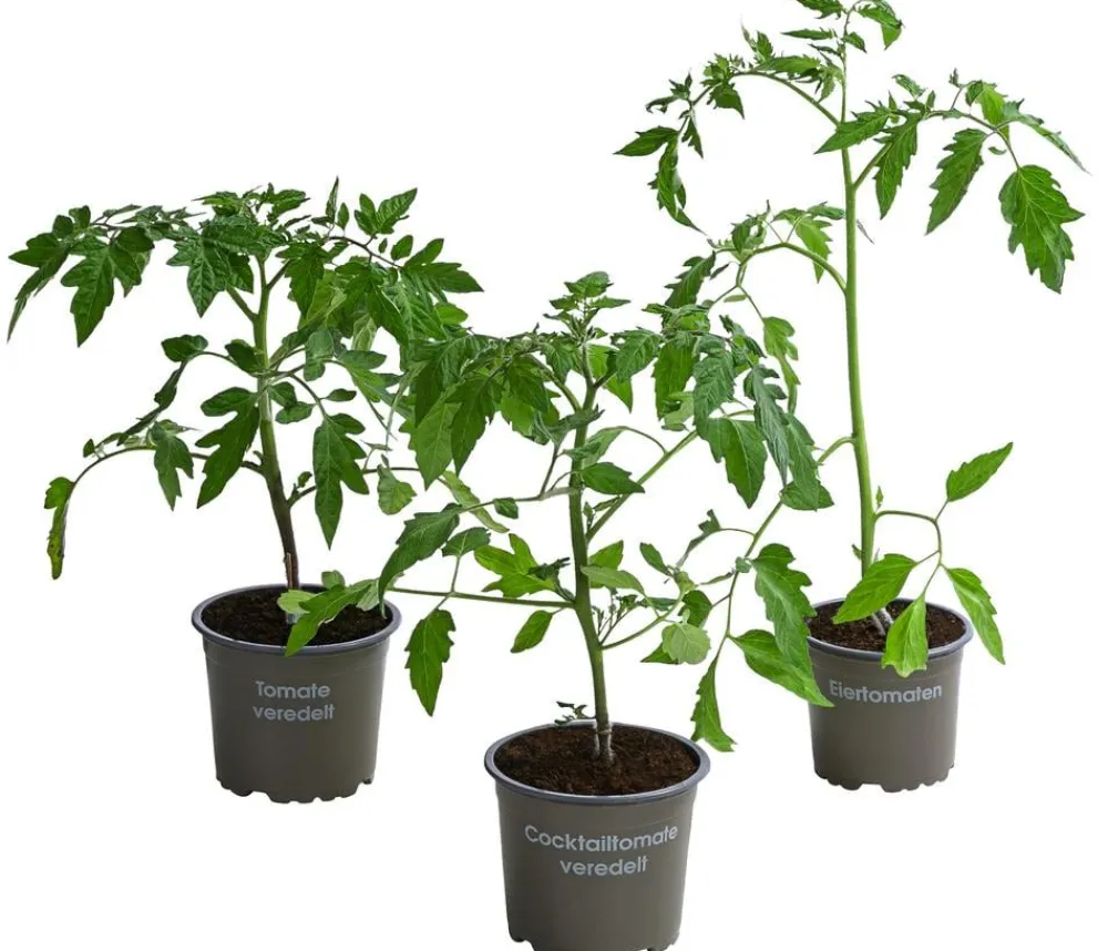 Dehner Auberginen- & Tomatenpflanzen|Gemüse-Sets > Gemüse-Set Tomatensalat, 3-teilig