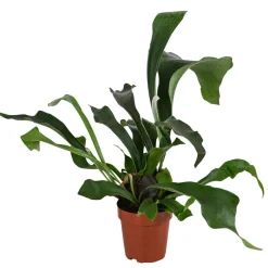 Dehner Hängepflanzen|Grünpflanzen > Geweihfarn - Platycerium bifurcatum