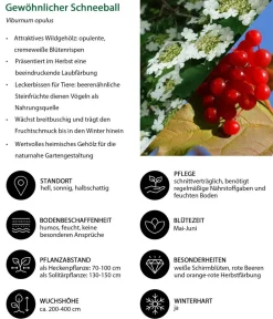 Dehner Natura Premium Gewöhnlicher Schneeball Weiß Hot