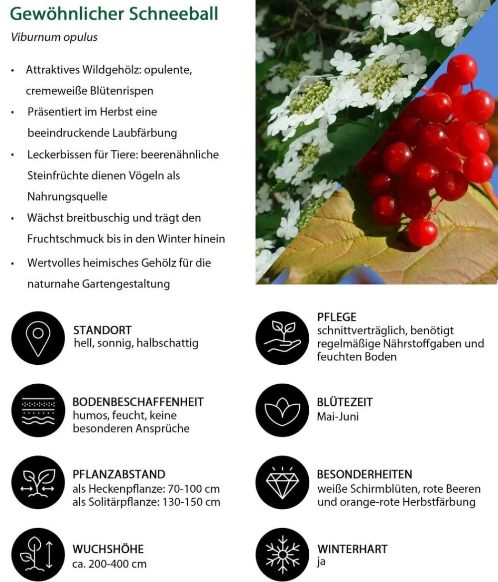 Dehner Natura Premium Gewöhnlicher Schneeball Weiß Hot