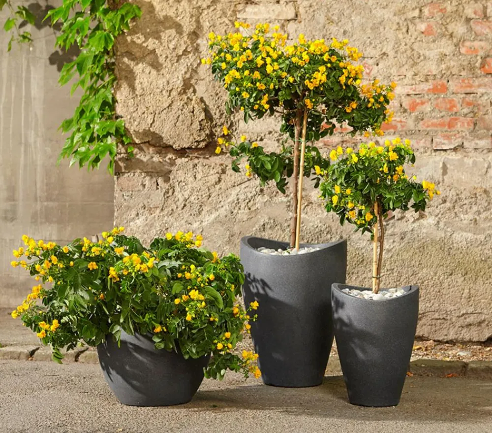 Dehner Terrassenpflanzen > Gewürzrinde, Stämmchen