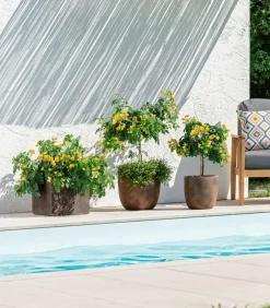 Dehner Gewürzrinde, Stämmchen Outlet