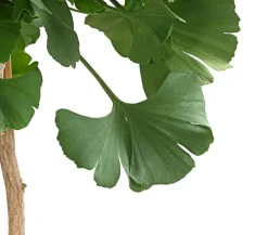 Dehner Laubgehölze|Koniferen > Ginkgobaum - Fächerblattbaum