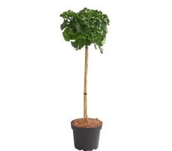 Dehner Laubgehölze|Koniferen > Ginkgobaum - Fächerblattbaum