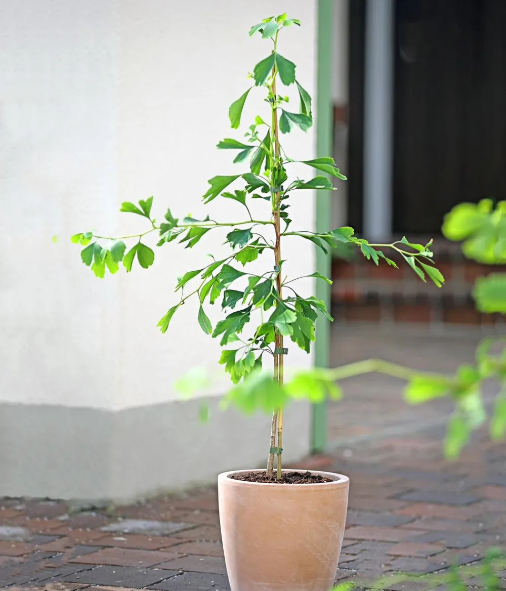 Dehner Ginkgobaum - Fächerblattbaum Hot
