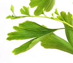 Dehner Ginkgobaum - Fächerblattbaum Hot