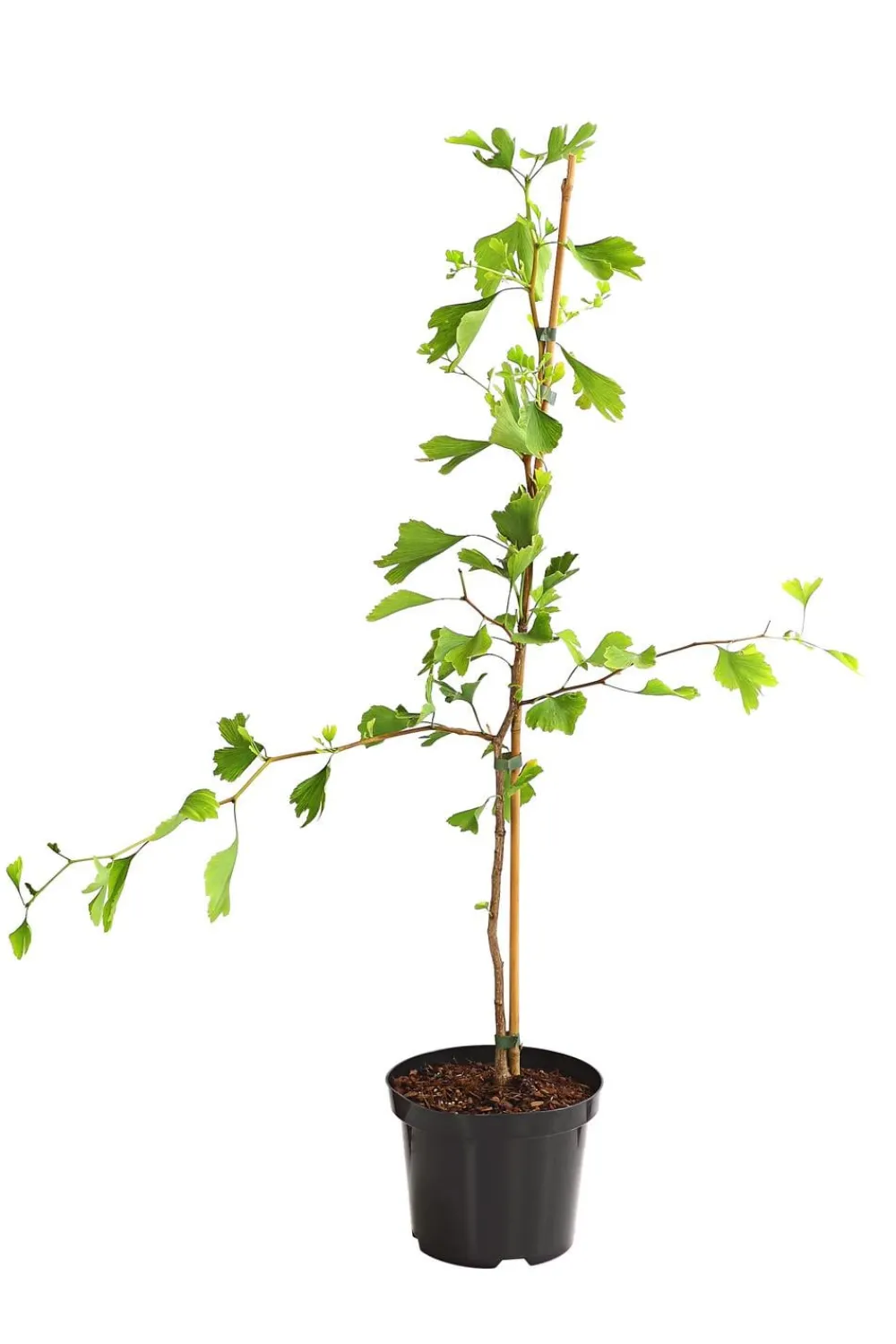 Dehner Ginkgobaum - Fächerblattbaum Hot