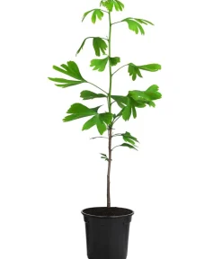 Dehner Laubgehölze|Koniferen - Ginkgobaum - Fächerblattbaum