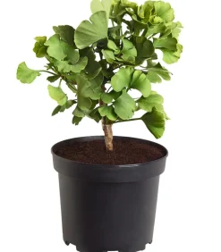 Dehner Laubgehölze|Koniferen - Ginkgobaum - Fächerblattbaum 'Mariken' Grün