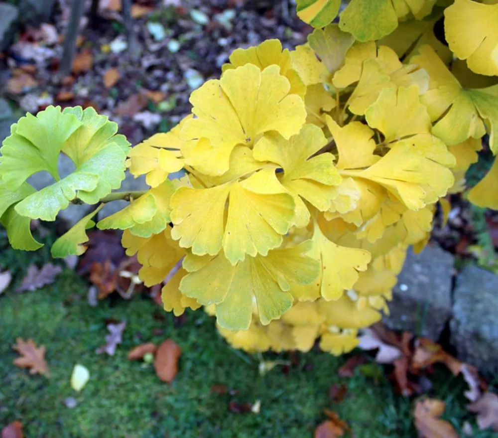 Dehner Laubgehölze|Koniferen - Ginkgobaum - Fächerblattbaum 'Mariken' Grün