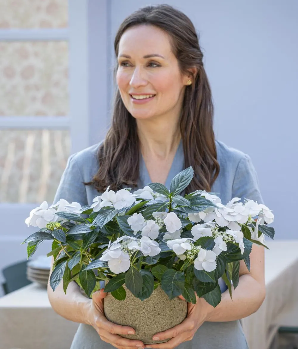 Dehner Girlanden-Hortensie - Hydrangea macrophylla 'Runaway Bride®' Weiß Sale