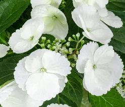 Dehner Girlanden-Hortensie - Hydrangea macrophylla 'Runaway Bride®' Weiß Sale