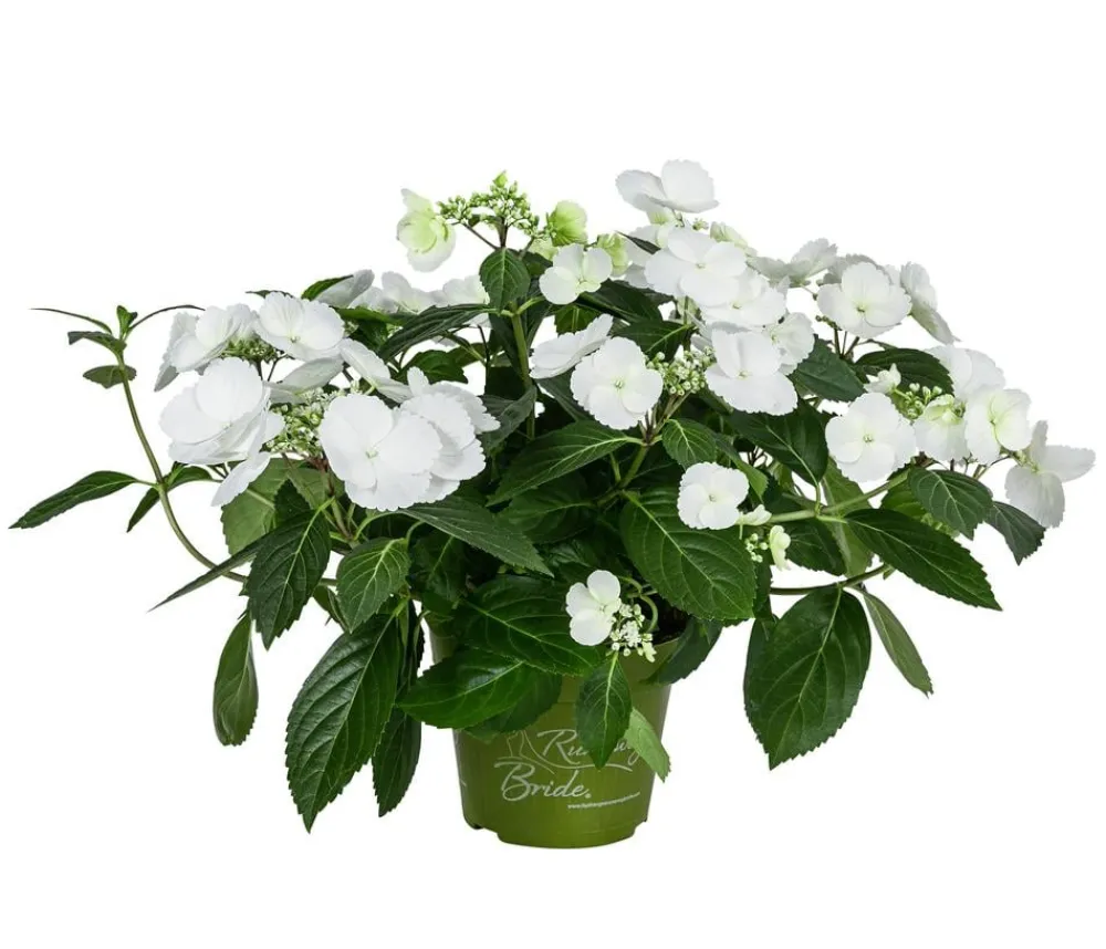 Dehner Girlanden-Hortensie - Hydrangea macrophylla 'Runaway Bride®' Weiß Sale